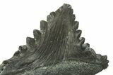 Bizarre Shark (Edestus) Jaw Section with Tooth - Carboniferous #269667-2